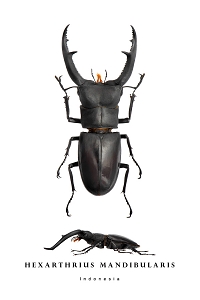 hexarthrius mandibularis